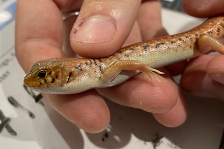 Evidence provided of reptiles exported. (photo via DCCEEW)