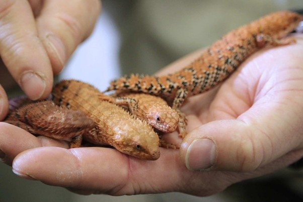 Evidence provided of reptiles exported. (photo via DCCEEW)